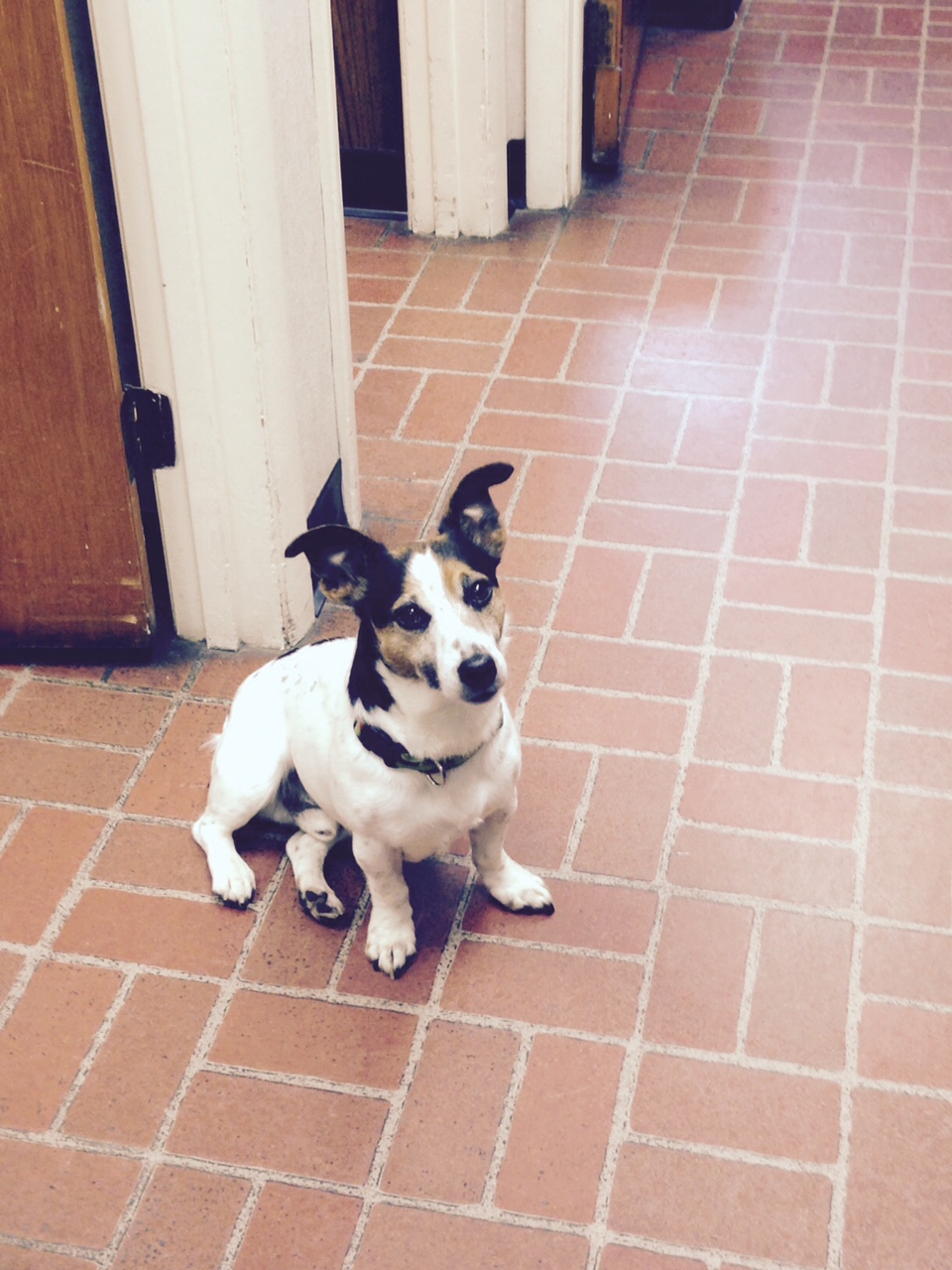 About Seven Locks Animal Hospital - Dog sitting on floor